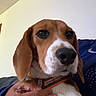 beagle, puppy, dog, pet, canine, brown_and_white, floppy_ears, long_ears, black_nose, brown_eyes, close_up, portrait, collar, plaid_collar, human_hand, indoor, couch, blue_clothing, cute, adorable