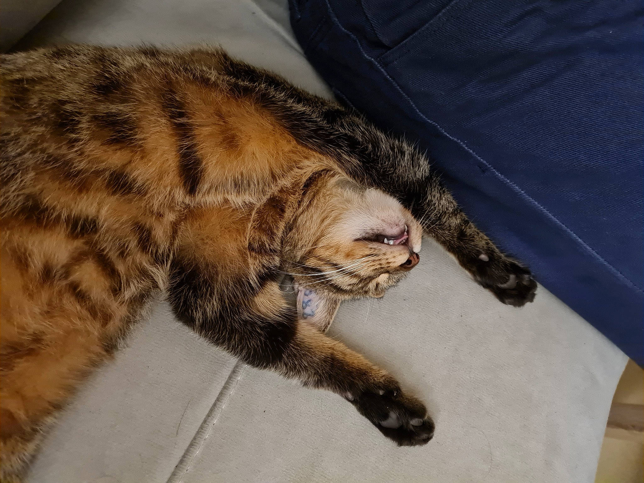 Rayleigh participe au concours pour gagner de l'argent avec cette photo : bed, big_cats, canidae, carnivore, cat, claw, comfort, dog_breed, domestic_short_haired_cat, fawn, felidae, fur, mammal, paw, small_to_medium_sized_cats, sporting_group, tail, terrestrial_animal, whiskers, wood