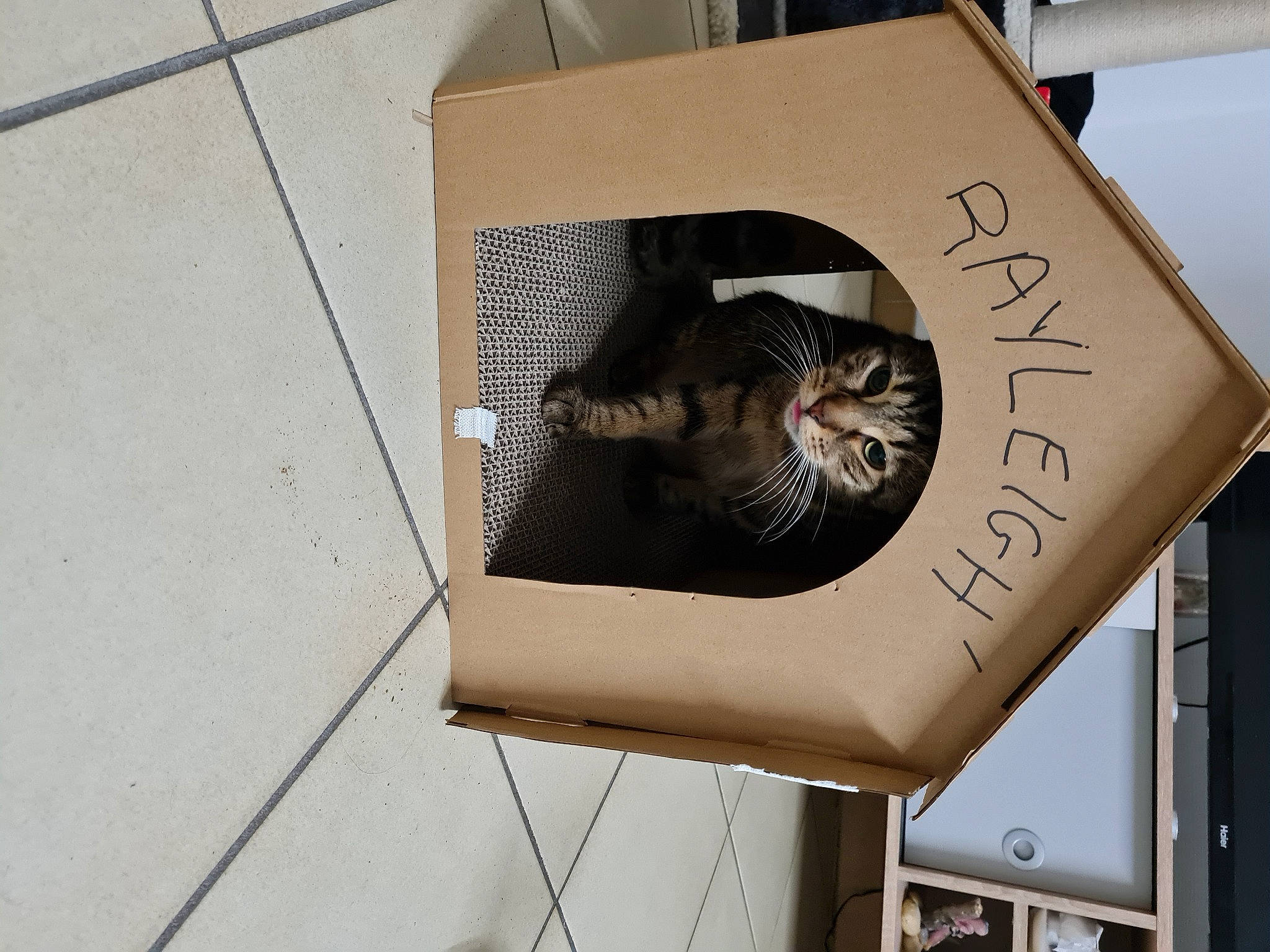 Rayleigh a rejoint le concours — aidez-le/la à gagner de superbes lots ! advertising, audio_equipment, box, cardboard, carnivore, cat, domestic_short_haired_cat, eyewear, felidae, font, fur, metal, paper_product, room, sign, signage, small_to_medium_sized_cats, tail, whiskers, wood