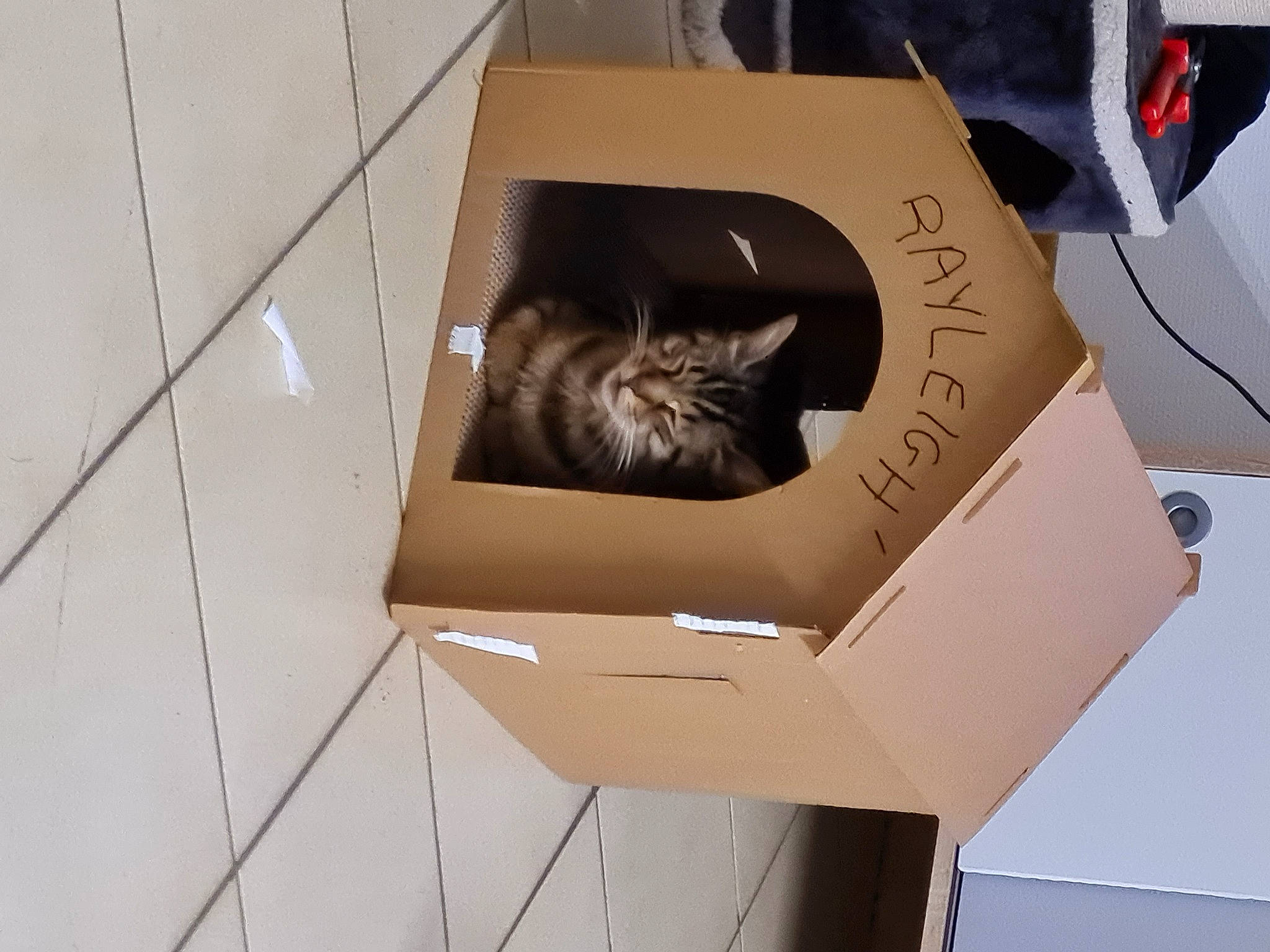 Rayleigh participe au concours pour gagner de l'argent avec cette photo : box, cardboard, carnivore, carton, cat, cat_supply, domestic_short_haired_cat, felidae, fur, grey, packaging_and_labeling, paper_product, pet_supply, plywood, shipping_box, small_to_medium_sized_cats, snout, tail, whiskers, wood