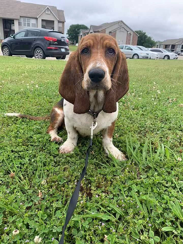 Remie joined the competition — help win amazing prizes! artois_hound, basset_artesien_normand, basset_hound, beagle, beagle_harrier, bracco_italiano, canidae, carnivore, companion_dog, dog, dog_breed, estonian_hound, grand_anglo_francais_tricolore, hound, mammal, rare_breed_dog, scent_hound, schweizer_laufhund, snout, vertebrate