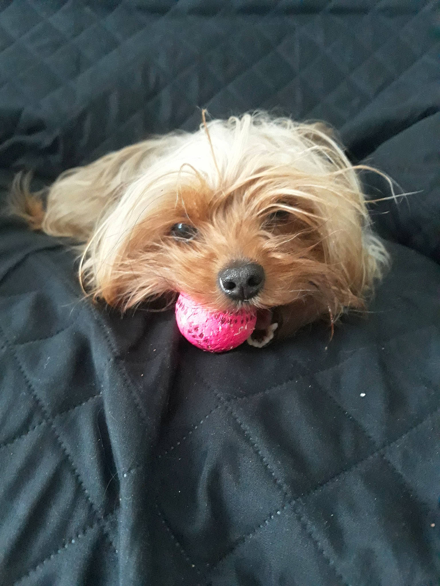 Hyuna a rejoint le concours — aidez-le/la à gagner de superbes lots ! australian_silky_terrier, australian_terrier, biewer_terrier, canidae, carnivore, chinese_imperial_dog, companion_dog, dog, dog_breed, maltepoo, mammal, morkie, norfolk_terrier, puppy, schnoodle, small_terrier, snout, terrier, vertebrate, yorkshire_terrier