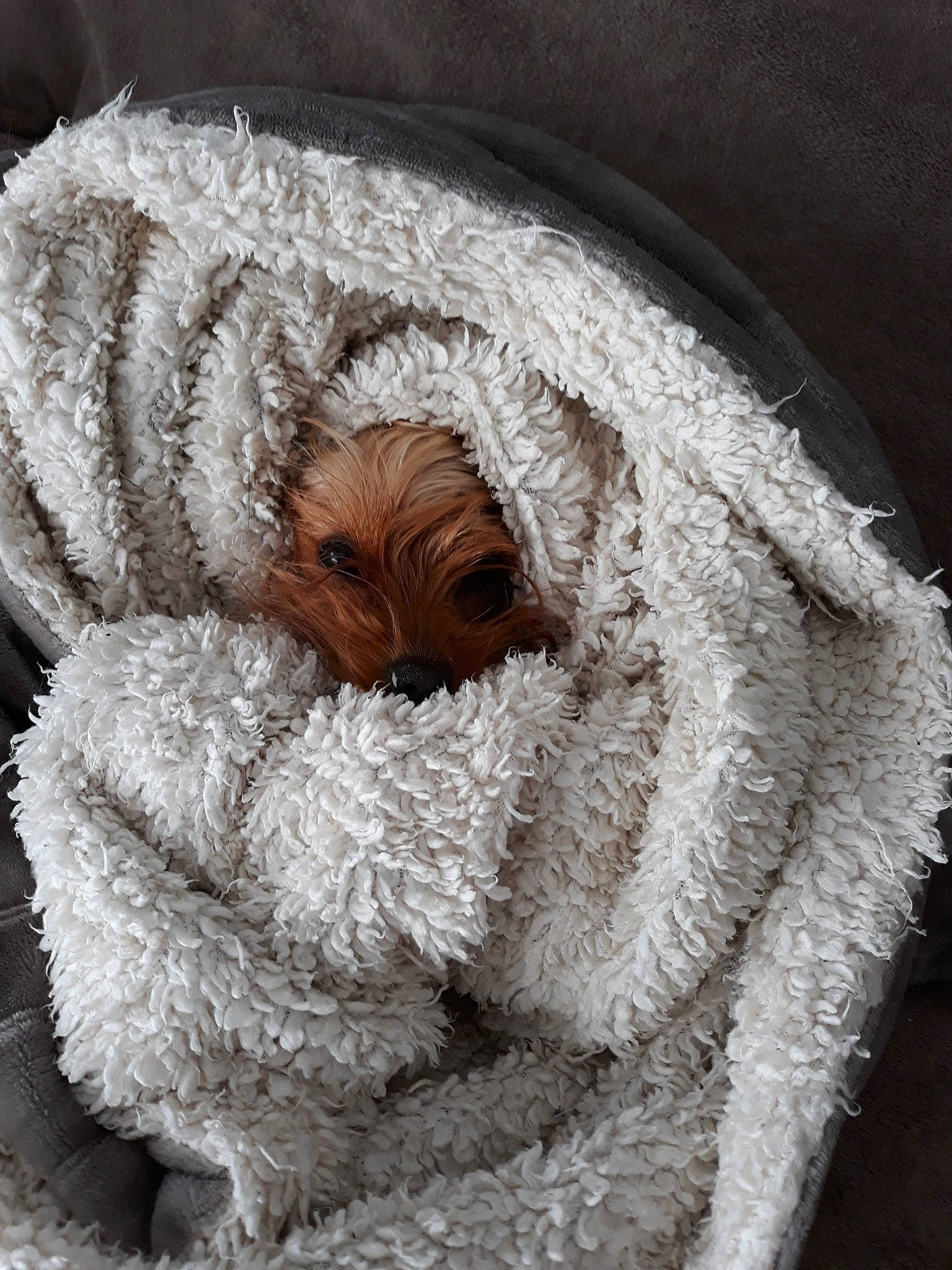 Hyuna a rejoint le concours — aidez-le/la à gagner de superbes lots ! fur, stuffed_toy, wool