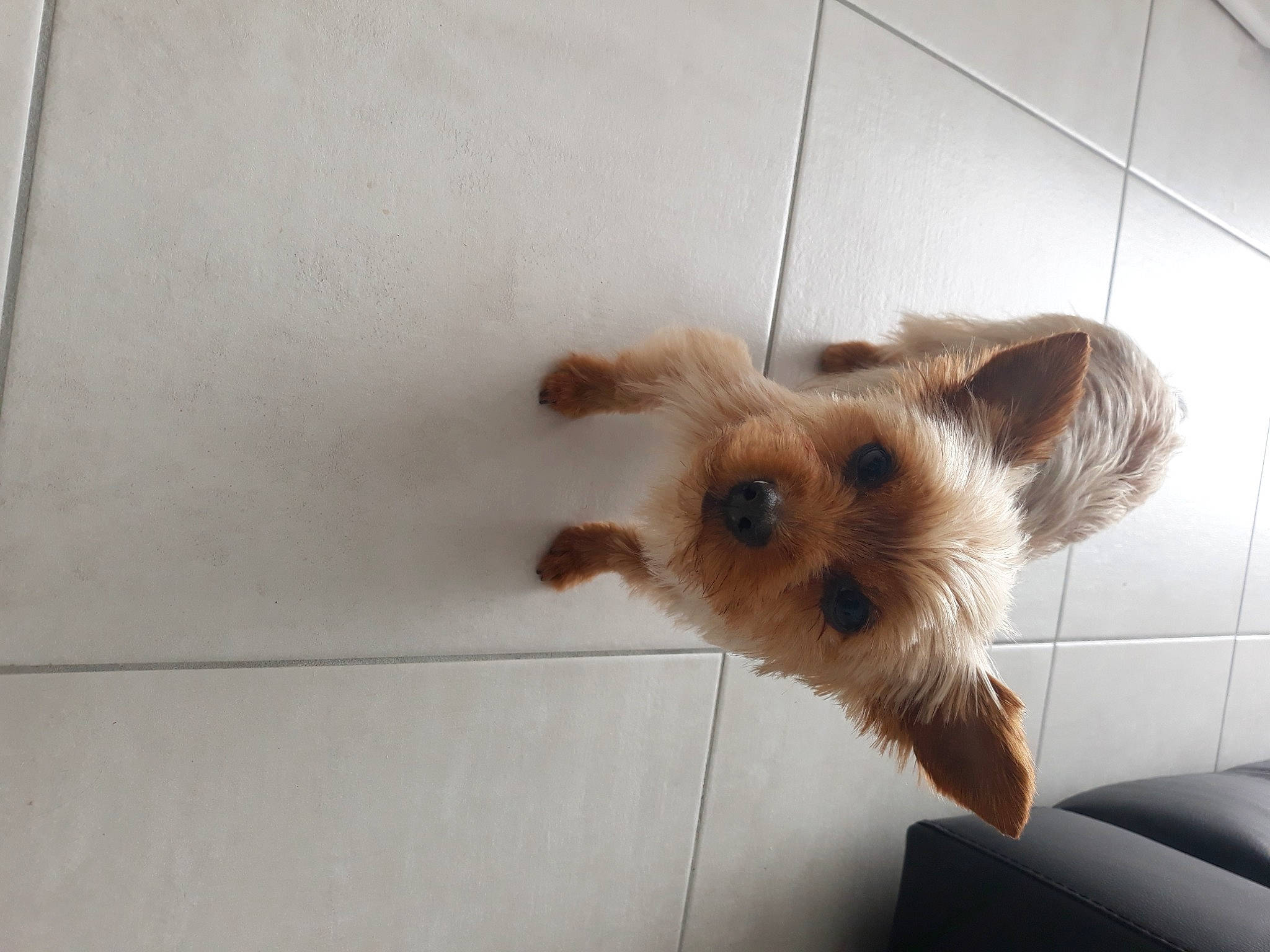 Hyuna a rejoint le concours — aidez-le/la à gagner de superbes lots ! australian_silky_terrier, australian_terrier, cairn_terrier, canidae, carnivore, companion_dog, dog, dog_breed, fawn, mammal, norfolk_terrier, norwich_terrier, puppy, rare_breed_dog, small_terrier, snout, terrier, toy_dog, yorkshire_terrier