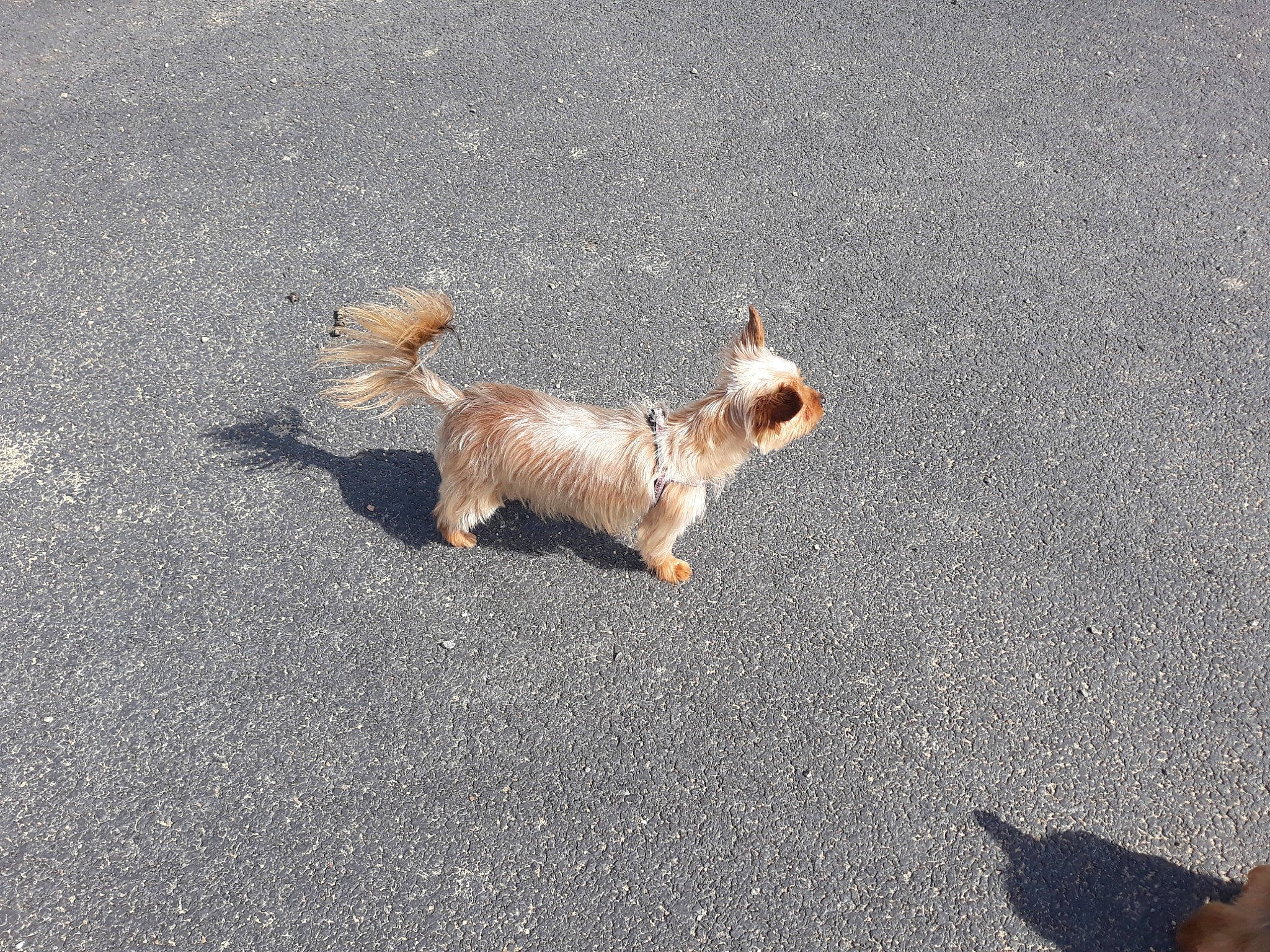 Hyuna a rejoint le concours — aidez-le/la à gagner de superbes lots ! asphalt, australian_silky_terrier, australian_terrier, cairn_terrier, canidae, carnivore, companion_dog, dog, dog_breed, fawn, mammal, norfolk_terrier, norwich_terrier, road_surface, tail, terrier, yorkshire_terrier