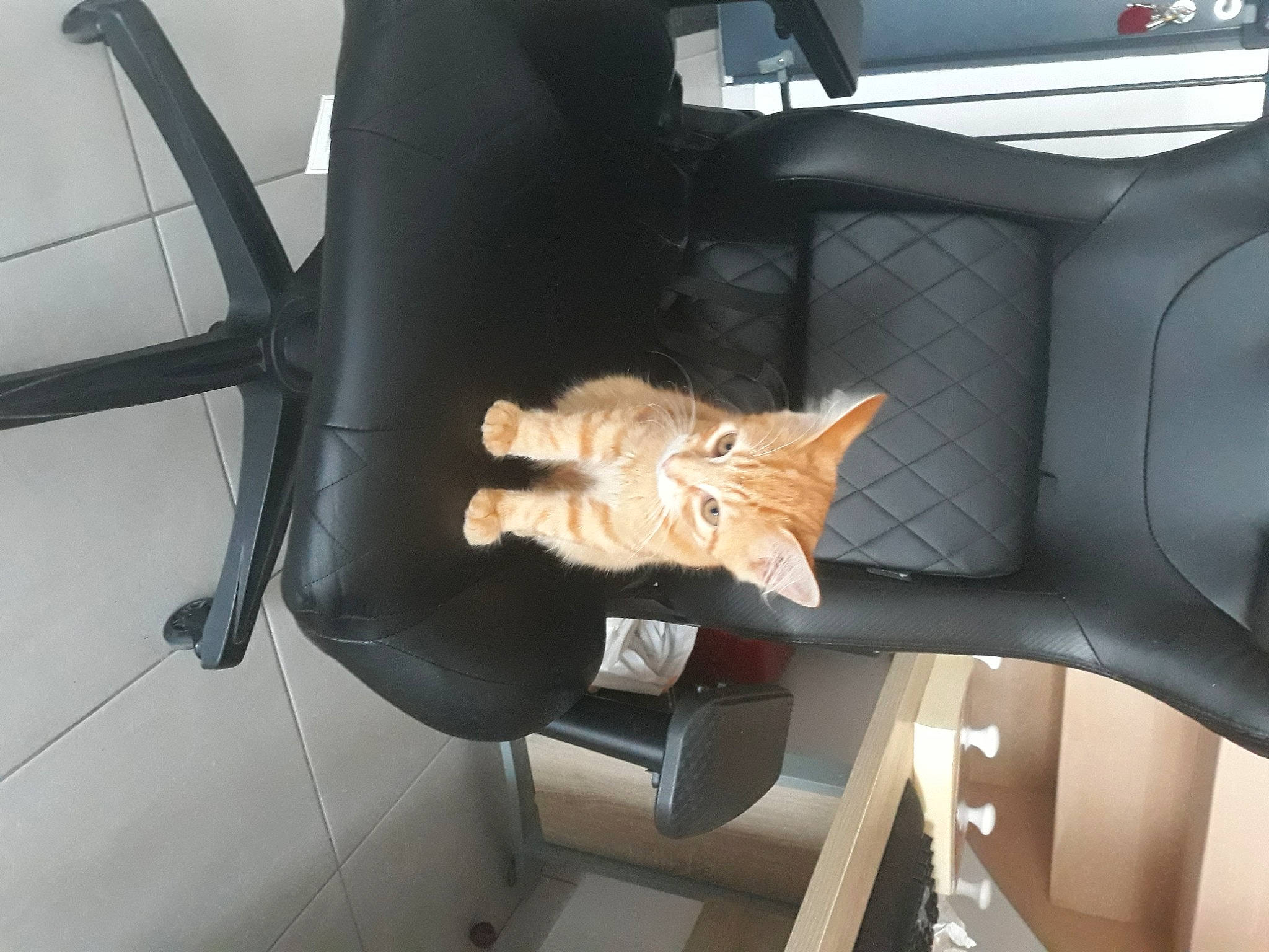 Leyo a rejoint le concours — aidez-le/la à gagner de superbes lots ! car_seat, carnivore, cat, chair, domestic_short_haired_cat, fawn, felidae, kitten, leg, office_chair, small_to_medium_sized_cats, tail, whiskers