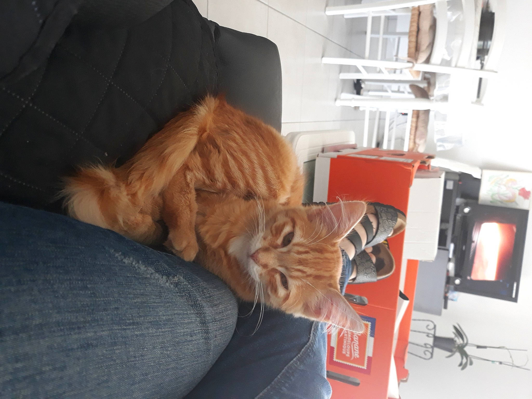 Leyo a rejoint le concours — aidez-le/la à gagner de superbes lots ! carnivore, cat, comfort, companion_dog, ear, felidae, fur, furniture, long_hair, nap, room, small_to_medium_sized_cats, sporting_group, tabby_cat, whiskers