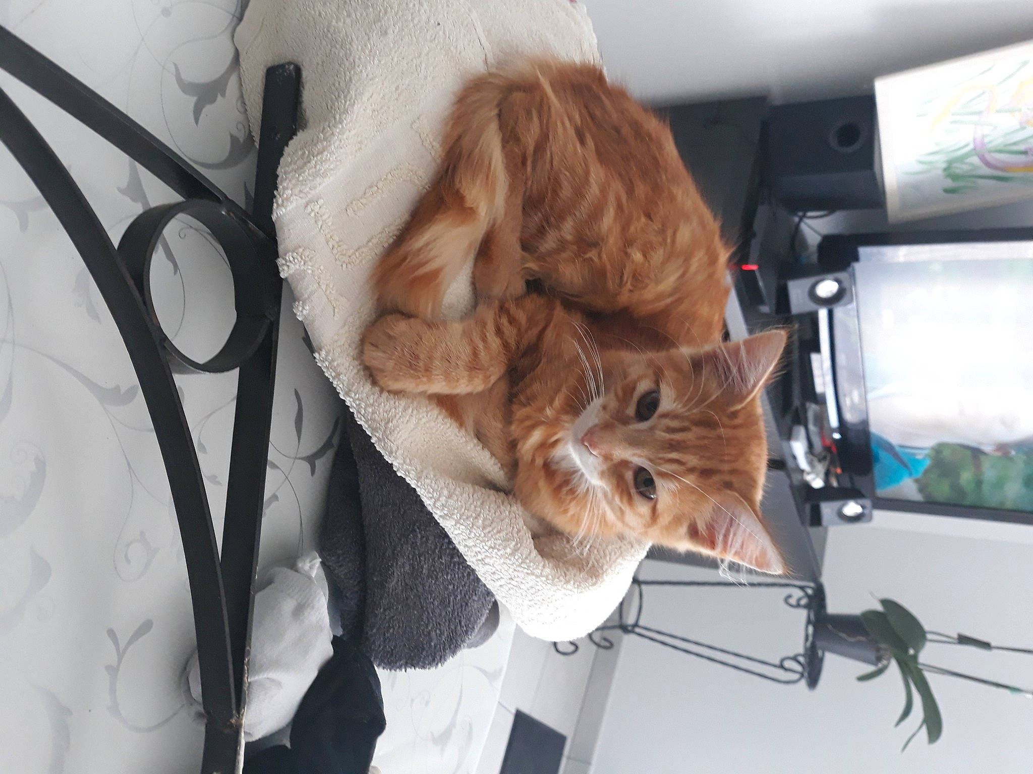 Leyo a rejoint le concours — aidez-le/la à gagner de superbes lots ! cat, ear, felidae, fur, small_to_medium_sized_cats, whiskers