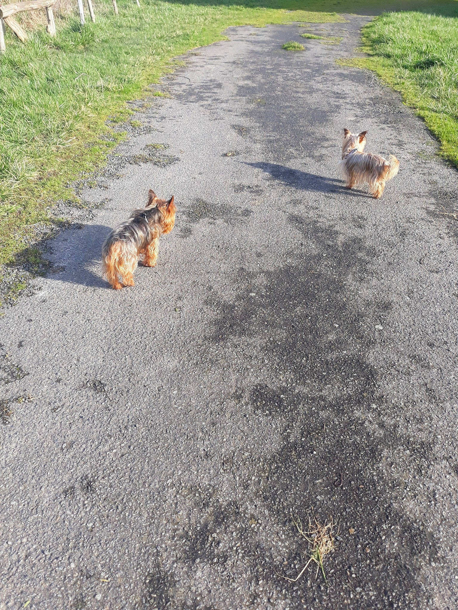 Iron a rejoint le concours — aidez-le/la à gagner de superbes lots ! asphalt, canidae, companion_dog, dog_breed, fawn, grass, road, road_surface, welsh_terrier