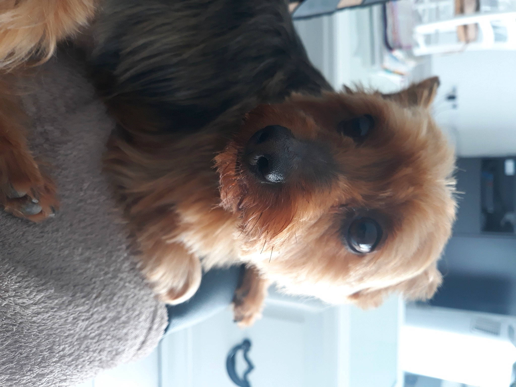 Iron a rejoint le concours — aidez-le/la à gagner de superbes lots ! australian_silky_terrier, australian_terrier, canidae, carnivore, companion_dog, dog, dog_breed, fawn, irish_terrier, mammal, norfolk_terrier, norwich_terrier, puppy, small_terrier, snout, sporting_group, terrier, toy_dog, vertebrate, yorkshire_terrier