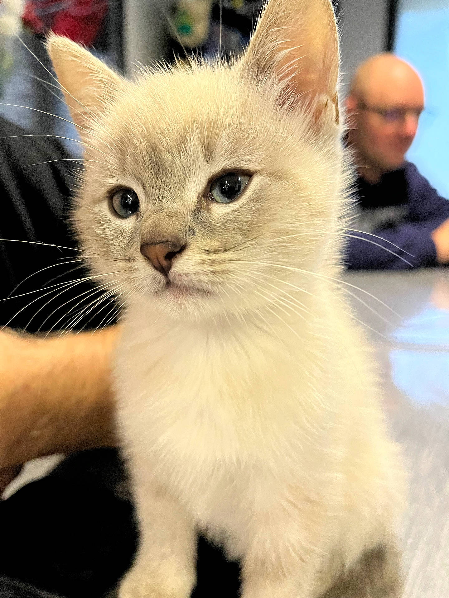 Lucky participe au concours pour gagner de l'argent avec cette photo : abyssinian, accessories, adult, angora, animal, cat, computer, doctor, electronics, face, glasses, head, kitten, male, man, manx, pc, person, pet, siamese