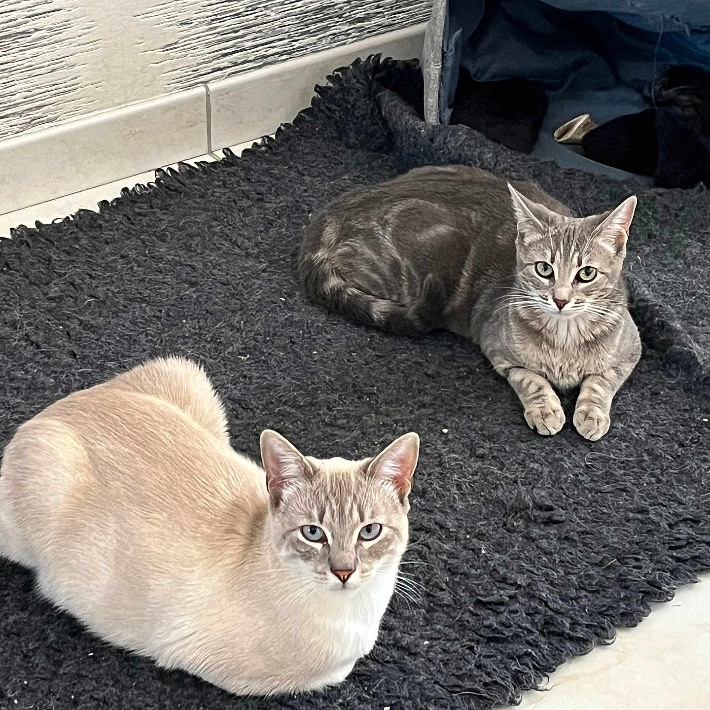 Luna Lucky participe au concours pour gagner de l'argent avec cette photo : animal, cat, cat_bed, cozy, cream_cat, ears, eyes, feline, floor, gray_cat, home, indoor, looking_at_camera, pet, relaxed, resting, rug, tile, two_cats, whiskers