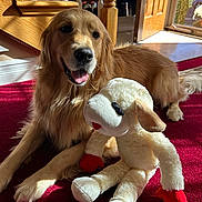 Sammie joined the competition — help win amazing prizes! dog, golden_retriever, plush_toy, stuffed_animal, carpet, indoor, sunlight, door, wooden_stairs, happy, pet, animal, home, red, white, soft_toy, relaxing, tongue_out, smiling, cozy