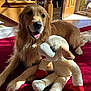 dog, golden_retriever, plush_toy, stuffed_animal, carpet, indoor, sunlight, door, wooden_stairs, happy, pet, animal, home, red, white, soft_toy, relaxing, tongue_out, smiling, cozy