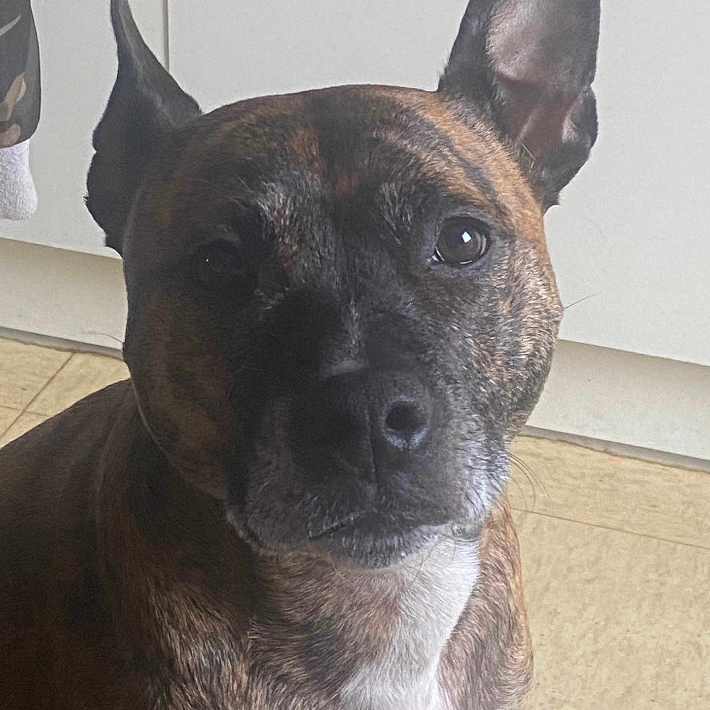 Hyena a rejoint le concours — aidez-le/la à gagner de superbes lots ! animal, bostonbull, boxer, bulldog, canine, chihuahua, dog, frenchbulldog, hardwood, hound, indoors, interiordesign, pet, pitbull, puppy, snout, stainedwood, text, wood