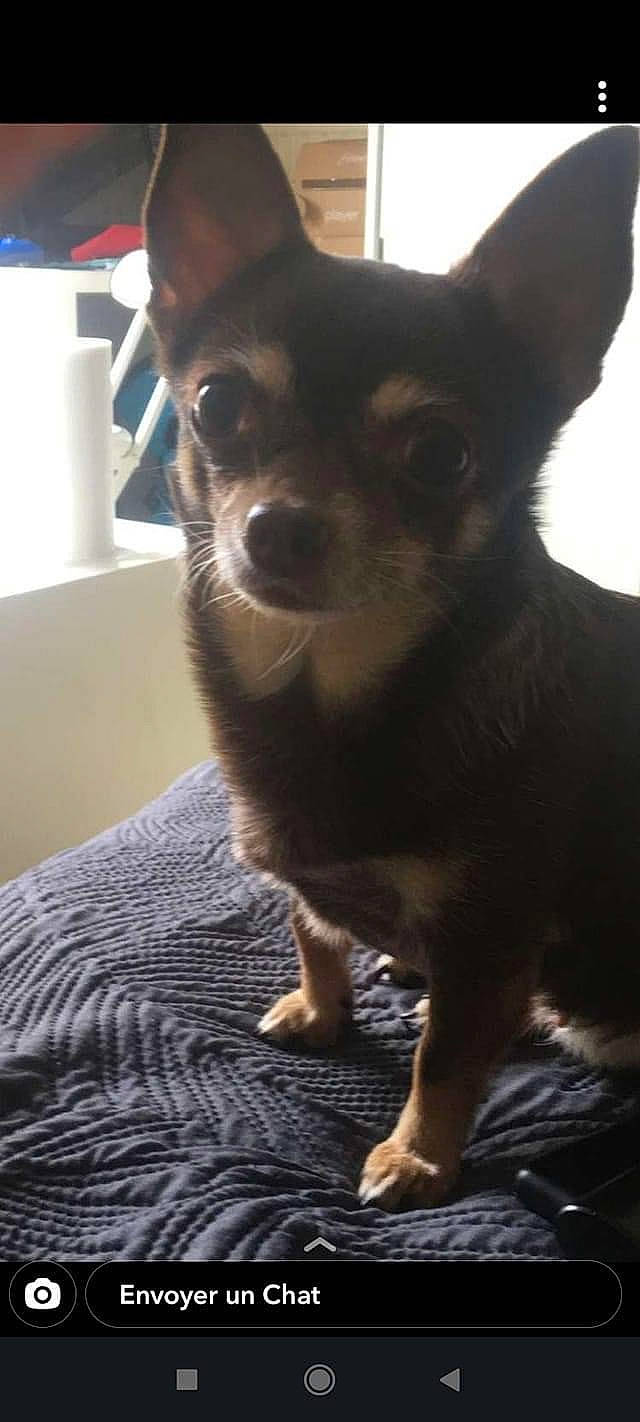 Gim Sy participe au concours pour gagner de l'argent avec cette photo : box, canidae, carnivore, carton, chihuahua, companion_dog, corgi_chihuahua, dog, dog_breed, ear, fawn, fur, paper_towel, russkiy_toy, snout, sporting_group, terrestrial_animal, toy_dog, whiskers, working_animal