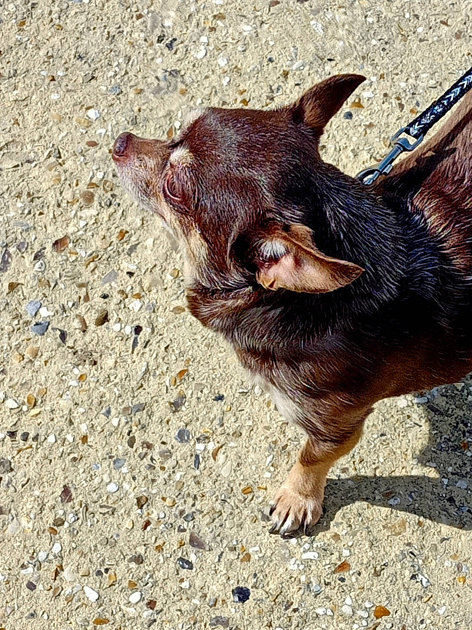 Gim Sy a rejoint le concours — aidez-le/la à gagner de superbes lots ! bat, canidae, claw, dog_breed, fawn, fur, goats, grass, insect, liver, livestock, paw, snout, soil, sporting_group, suidae, terrestrial_animal, wildlife, wood, working_animal