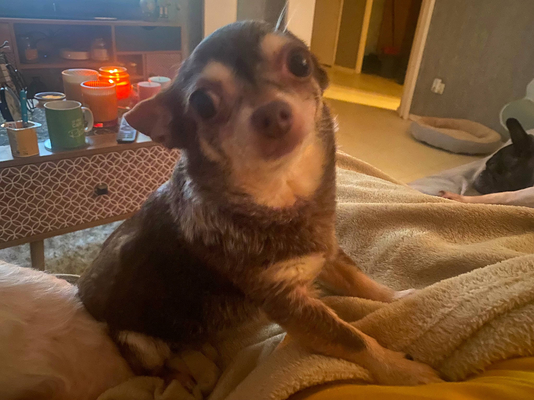 Gim Sy participe au concours pour gagner de l'argent avec cette photo : australian_cattle_dog, canidae, carnivore, comfort, companion_dog, couch, dog, dog_breed, ear, fawn, fur, living_room, paw, puppy, snout, sporting_group, terrestrial_animal, toy_dog, whiskers, working_dog