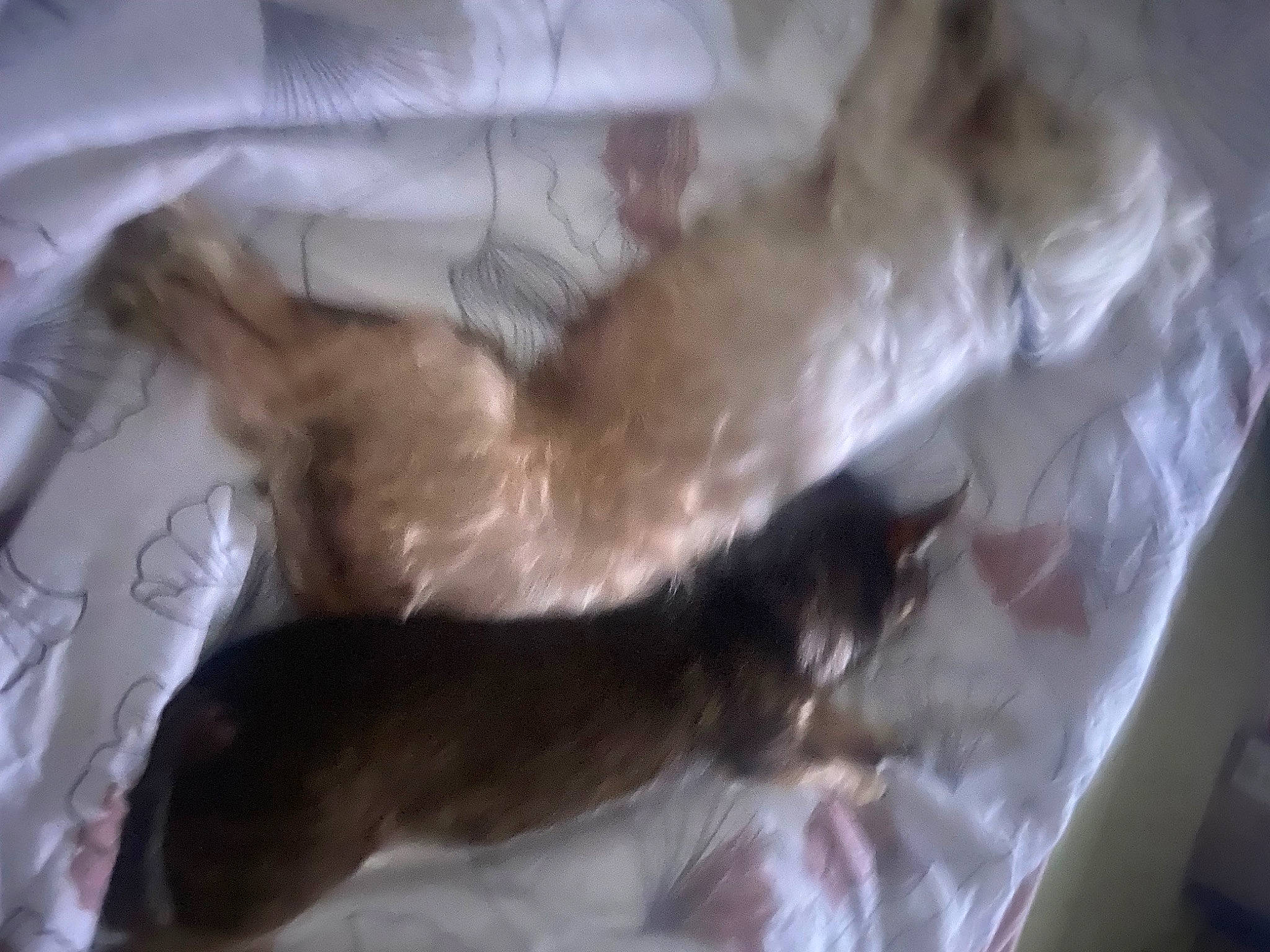 Gim Sy participe au concours pour gagner de l'argent avec cette photo : brown, carnivore, cat, claw, comfort, companion_dog, dog_breed, fawn, felidae, fur, liver, paw, small_to_medium_sized_cats, sporting_group, tail, whiskers