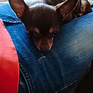 Gim'Sy participe au concours pour gagner de l'argent avec cette photo : canidae, carnivore, chihuahua, dog, dog_breed, ear, mammal, miniature_pinscher, prazsky_krysarik, puppy, russkiy_toy, snout, toy_dog, vertebrate