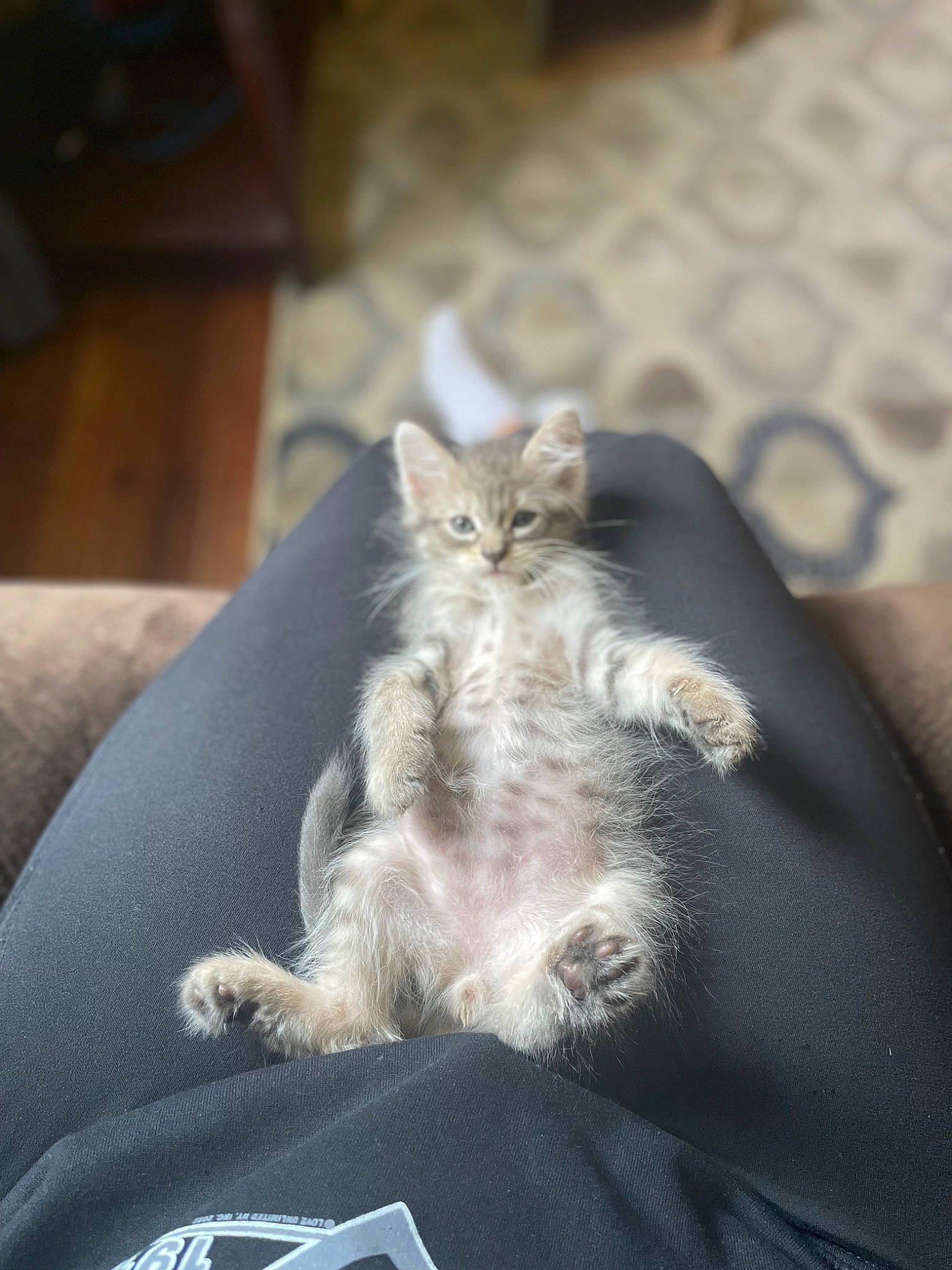 Judge joined the competition — help win amazing prizes! carnivore, cat, claw, comfort, domestic_short_haired_cat, felidae, fur, gesture, grey, human_leg, paw, sitting, small_to_medium_sized_cats, tail, whiskers, wood