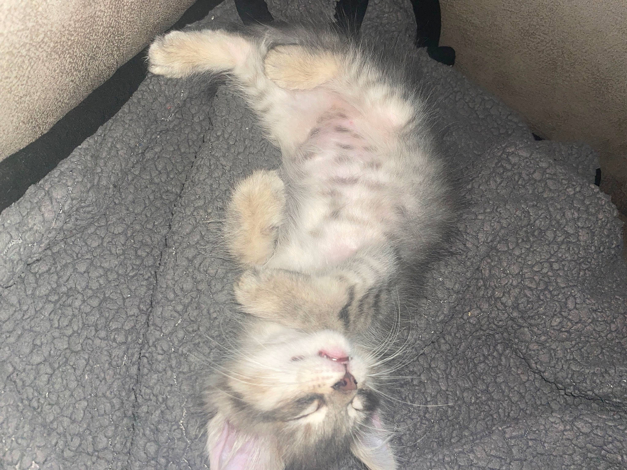 Judge is registered to the contest to win money with this photo: carnivore, cat, claw, comfort, domestic_short_haired_cat, felidae, fur, grey, mammal, paw, small_to_medium_sized_cats, snout, tail, whiskers