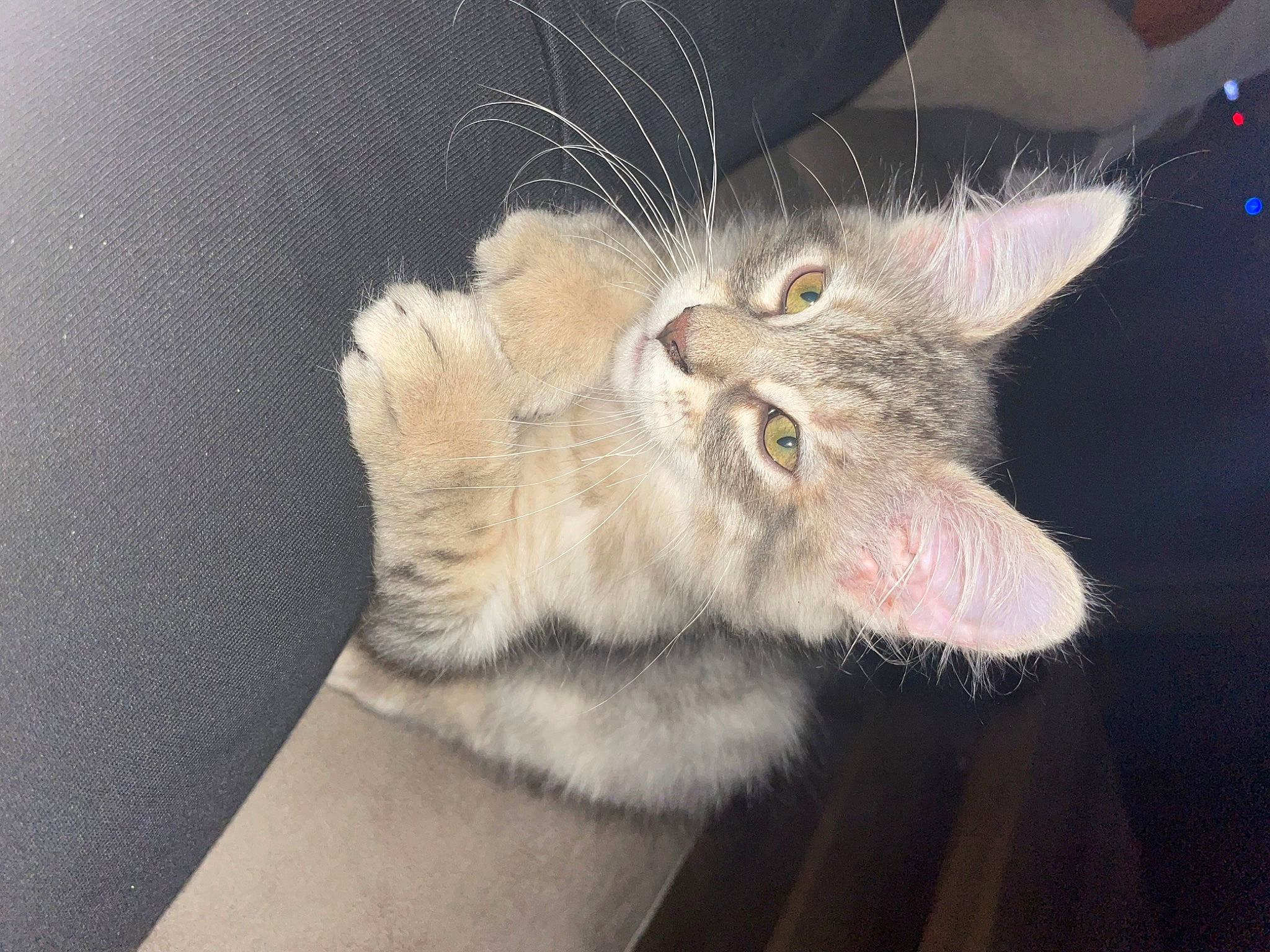 Judge is registered to the contest to win money with this photo: carnivore, cat, claw, comfort, domestic_short_haired_cat, ear, fawn, felidae, fur, gesture, paw, small_to_medium_sized_cats, snout, tail, whiskers