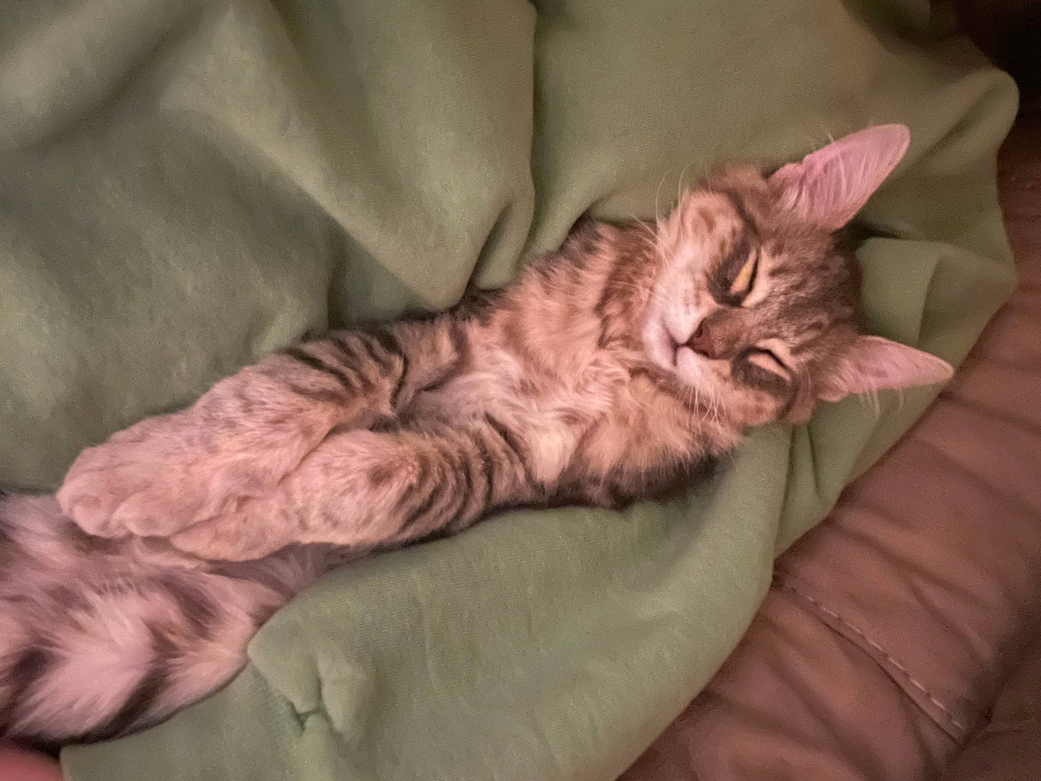 Judge is registered to the contest to win money with this photo: bed, carnivore, cat, cat_bed, claw, comfort, domestic_short_haired_cat, duvet, felidae, fur, gesture, linens, nap, paw, small_to_medium_sized_cats, tail, textile, whiskers