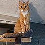 animal, cat, cat_tree, ceiling, curious, domestic_cat, feline, fur, house, indoor, looking, orange_tabby, perched, pet, pet_furniture, stone_wall, white_chest, white_paws, wide_eyes, wooden_shelf