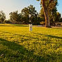 Tofu is registered to the contest to win money with this photo: dog, grass, tree, park, sunlight, shadow, outdoor, daytime, nature, running, pet, animal, happy, greenery, sky, landscape, canine, playful, summer, sunset
