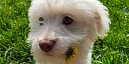 Tofu is registered to the contest to win money with this photo: puppy, dog, white_fur, flower, grass, outdoor, sunlight, cute, pet, animal, nature, young, fluffy, portrait, closeup, adorable, playful, greenery, soft_light, summer