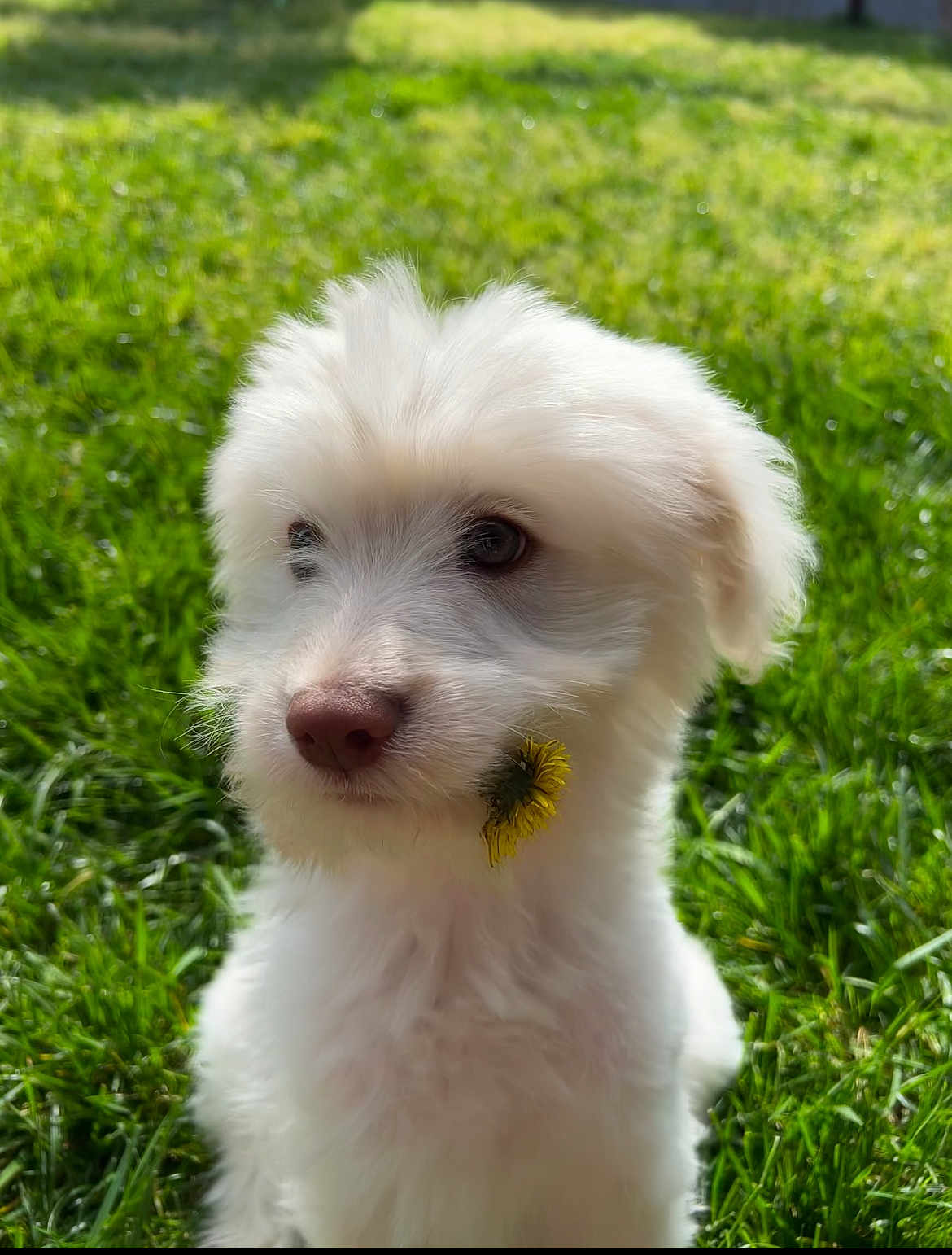 Tofu