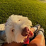 Tofu is registered to the contest to win money with this photo: dog, white_dog, fluffy, nose, tongue, grass, person, legs, socks, shoes, sunlight, outdoor, park, tree, happy, pet, resting, close_up, summer, relaxation