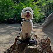 Tofu joined the competition — help win amazing prizes! dog, white_dog, tree_stump, leash, forest, outdoor, sunlight, greenery, nature, pet, happy, sitting, animal, collar, canine, daylight, trees, wood, smiling, fur
