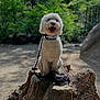 dog, white_dog, tree_stump, leash, forest, outdoor, sunlight, greenery, nature, pet, happy, sitting, animal, collar, canine, daylight, trees, wood, smiling, fur