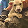 Ryder is registered to the contest to win money with this photo: puppy, dog, person, glasses, jacket, hand, face, pet, animal, closeup, indoor, cute, affection, portrait, smile, holding, white, young, warm, cozy