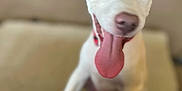 Ryder is registered to the contest to win money with this photo: dog, white_dog, tongue_out, wide_eyes, pet, animal, indoor, hand, person, playing, cute, friendly, canine, fur, living_room, carpet, toy, collar, blurred_background, happy