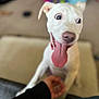 dog, white_dog, tongue_out, wide_eyes, pet, animal, indoor, hand, person, playing, cute, friendly, canine, fur, living_room, carpet, toy, collar, blurred_background, happy