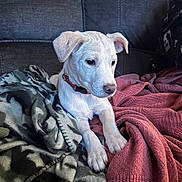 Ryder is registered to the contest to win money with this photo: puppy, dog, white_dog, blanket, couch, indoor, pet, animal, cute, young_dog, collar, fur, ears, paws, resting, cozy, comfort, soft, looking, domestic