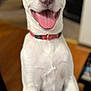 Ryder joined the competition — help win amazing prizes! dog, white_dog, pet, happy, tongue_out, collar, indoor, close_up, canine, animal, smiling, friendly, playful, cute, fur, ears, nose, paw, looking_up, blurry_background