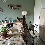 Tazer a rejoint le concours — aidez-le/la à gagner de superbes lots ! dog, german_shepherd, chair, table, tablecloth, plant, potted_plant, clock, wall, shelf, decor, lamp, door, floor, tile_floor, indoor, furniture, curious, pet, home