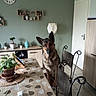 chair, clock, curious, decor, dog, door, floor, furniture, german_shepherd, home, indoor, lamp, pet, plant, potted_plant, shelf, table, tablecloth, tile_floor, wall