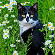 Olaf joined the competition — help win amazing prizes! cat, black_and_white, tuxedo_cat, daisies, flowers, meadow, grass, outdoor, nature, animal, pet, portrait, close_up, yellow_eyes, whiskers, ears, feline, spring, greenery, wildflowers