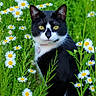 animal, black_and_white, cat, close_up, daisies, ears, feline, flowers, grass, greenery, meadow, nature, outdoor, pet, portrait, spring, tuxedo_cat, whiskers, wildflowers, yellow_eyes