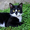 animal, black_and_white, cat, close_up, clover, feline, fur, garden, grass, greenery, lying_down, nature, outdoors, pet, pointed_ears, portrait, stone_wall, tuxedo_cat, whiskers, yellow_eyes
