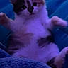 Sassy joined the competition — help win amazing prizes! adorable, animal, blue_blanket, cat, cozy, cute, feline, fluffy, fur, indoor, kitten, lying_down, paw, pet, purple_light, relaxed, resting, small, soft, young