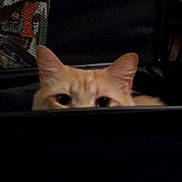 Baby joined the competition — help win amazing prizes! cat, peeking, ears, curious, animal, pet, feline, indoor, dark, background, eyes, whiskers, fur, closeup, mystery, hiding, watching, cute, quiet, stealth