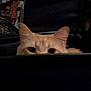 cat, peeking, ears, curious, animal, pet, feline, indoor, dark, background, eyes, whiskers, fur, closeup, mystery, hiding, watching, cute, quiet, stealth