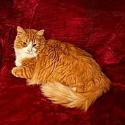 Lazlo joined the competition — help win amazing prizes! cat, orange_cat, white_cat, fluffy, fur, pet, animal, indoor, red_background, velvet, resting, relaxed, cute, mammal, whiskers, tail, laying_down, feline, domestic_cat, cozy