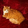 cat, orange_cat, white_cat, fluffy, fur, pet, animal, indoor, red_background, velvet, resting, relaxed, cute, mammal, whiskers, tail, laying_down, feline, domestic_cat, cozy